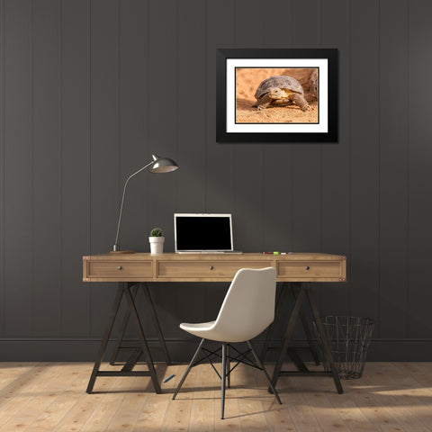 Arizona-Santa Cruz County Young desert tortoise captive  Black Modern Wood Framed Art Print with Double Matting by Jaynes Gallery