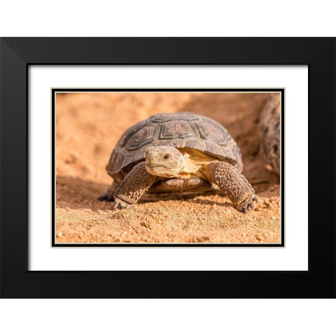 Arizona-Santa Cruz County Young desert tortoise captive  Black Modern Wood Framed Art Print with Double Matting by Jaynes Gallery