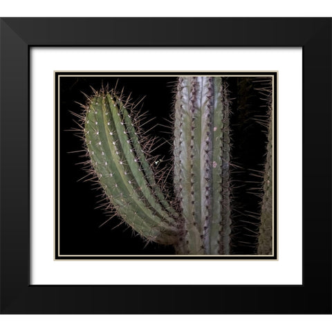 Arizona-Phoenix Illuminated saguaro cactus at night  Black Modern Wood Framed Art Print with Double Matting by Jaynes Gallery