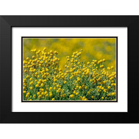 Arizona-Goodyear Wildflowers in Estrella Mountain Regional Park  Black Modern Wood Framed Art Print with Double Matting by Jaynes Gallery