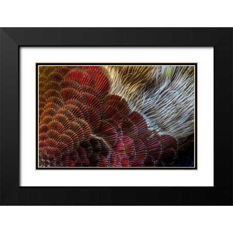 Arizona Close-up of hummingbird feather pattern  Black Modern Wood Framed Art Print with Double Matting by Jaynes Gallery