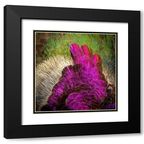 Arizona Close-up of hummingbird feather pattern  Black Modern Wood Framed Art Print with Double Matting by Jaynes Gallery