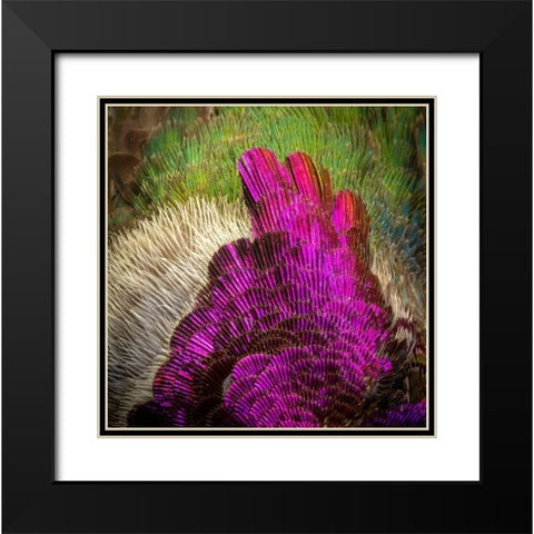 Arizona Close-up of hummingbird feather pattern  Black Modern Wood Framed Art Print with Double Matting by Jaynes Gallery