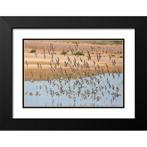Arizona-Glendale Flock of least sandpipers flying over pond Black Modern Wood Framed Art Print with Double Matting by Jaynes Gallery