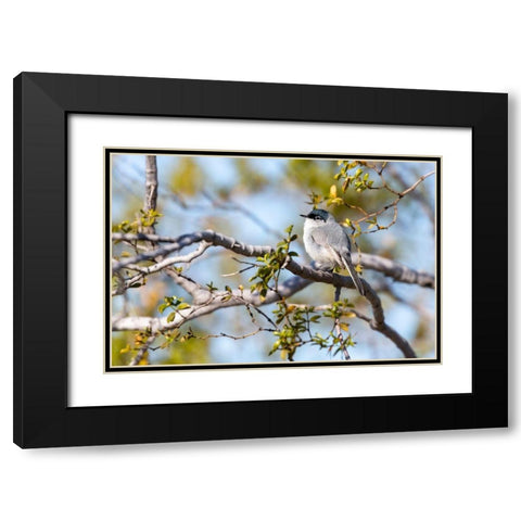 Arizona-Buckeye Blue-gray gnatcatcher perched on branch  Black Modern Wood Framed Art Print with Double Matting by Jaynes Gallery