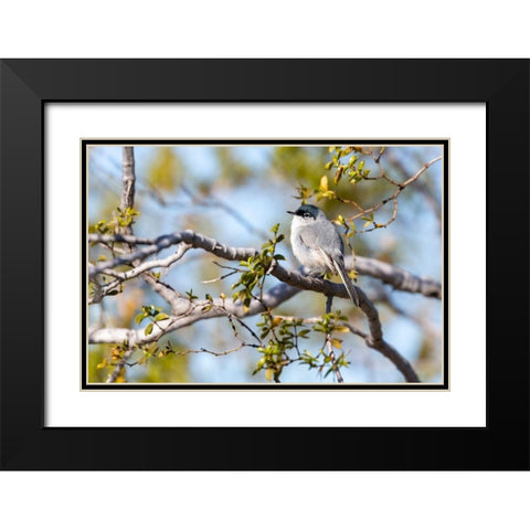 Arizona-Buckeye Blue-gray gnatcatcher perched on branch  Black Modern Wood Framed Art Print with Double Matting by Jaynes Gallery