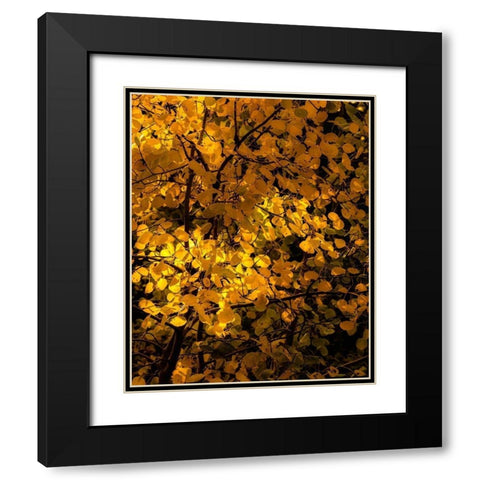 Arizona-Flagstaff Aspen tree leaves in at sunset Black Modern Wood Framed Art Print with Double Matting by Jaynes Gallery