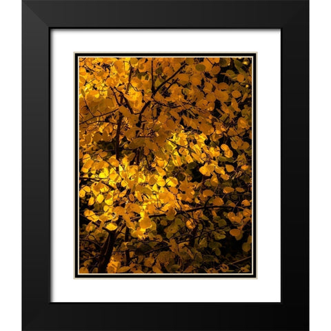 Arizona-Flagstaff Aspen tree leaves in at sunset Black Modern Wood Framed Art Print with Double Matting by Jaynes Gallery