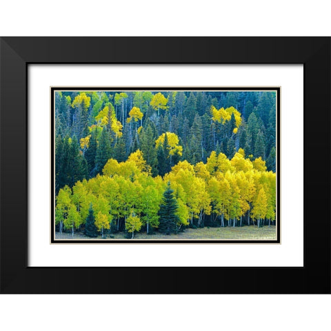 Arizona-Grand Canyon National Park Autumn aspens in Grand Canyon  Black Modern Wood Framed Art Print with Double Matting by Jaynes Gallery