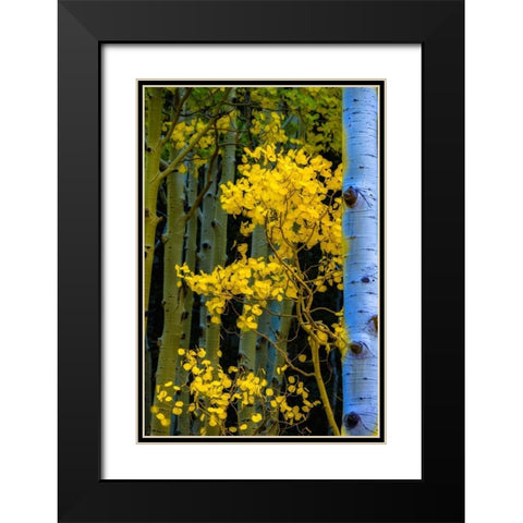Arizona-Grand Canyon National Park Autumn aspens in Grand Canyon  Black Modern Wood Framed Art Print with Double Matting by Jaynes Gallery