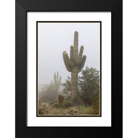 Arizona-Buckeye Saguaro cactus in fog  Black Modern Wood Framed Art Print with Double Matting by Jaynes Gallery