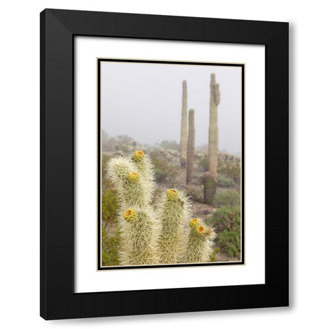 Arizona-Buckeye Saguaro and cholla cacti in fog  Black Modern Wood Framed Art Print with Double Matting by Jaynes Gallery