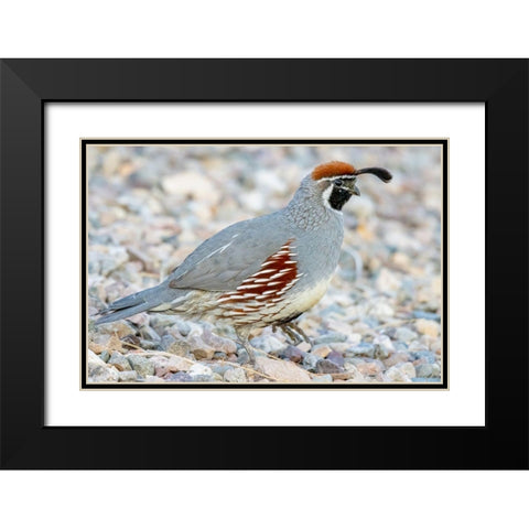 Arizona-Lake Havasu City Male Gambels quail close-up  Black Modern Wood Framed Art Print with Double Matting by Jaynes Gallery