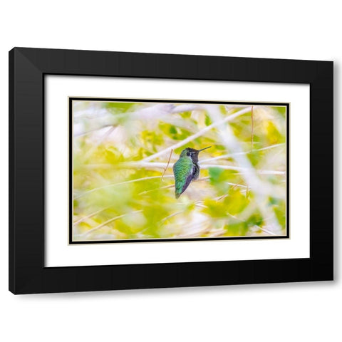 Arizona-Lake Havasu City Male Annas hummingbird on limb  Black Modern Wood Framed Art Print with Double Matting by Jaynes Gallery