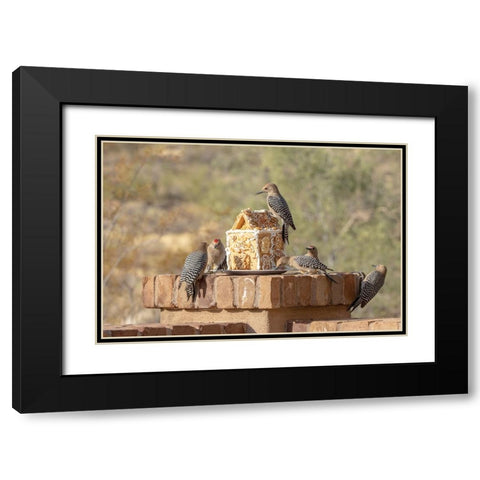 USA-Arizona-Buckeye-Gila woodpeckers and house made with bird seed and suet Black Modern Wood Framed Art Print with Double Matting by Jaynes Gallery