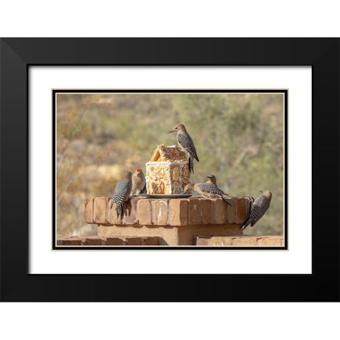 USA-Arizona-Buckeye-Gila woodpeckers and house made with bird seed and suet Black Modern Wood Framed Art Print with Double Matting by Jaynes Gallery