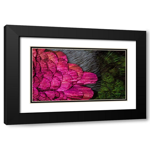 USA-Arizona-Close-up of hummingbird feathers Black Modern Wood Framed Art Print with Double Matting by Jaynes Gallery