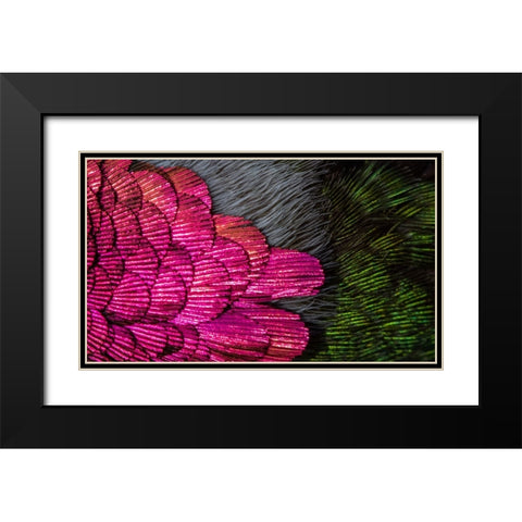 USA-Arizona-Close-up of hummingbird feathers Black Modern Wood Framed Art Print with Double Matting by Jaynes Gallery