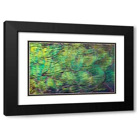 USA-Arizona-Close-up of hummingbird feathers Black Modern Wood Framed Art Print with Double Matting by Jaynes Gallery