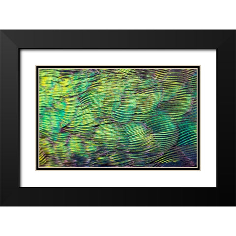 USA-Arizona-Close-up of hummingbird feathers Black Modern Wood Framed Art Print with Double Matting by Jaynes Gallery
