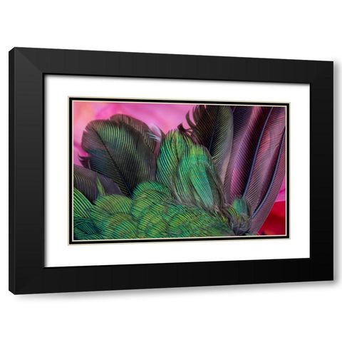 USA-Arizona-Close-up of hummingbird feathers Black Modern Wood Framed Art Print with Double Matting by Jaynes Gallery