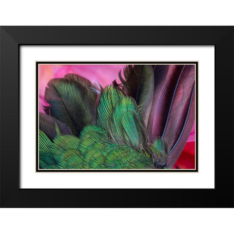 USA-Arizona-Close-up of hummingbird feathers Black Modern Wood Framed Art Print with Double Matting by Jaynes Gallery