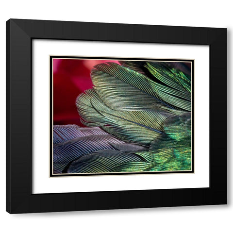 USA-Arizona-Close-up of hummingbird feathers Black Modern Wood Framed Art Print with Double Matting by Jaynes Gallery