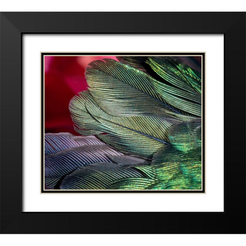 USA-Arizona-Close-up of hummingbird feathers Black Modern Wood Framed Art Print with Double Matting by Jaynes Gallery