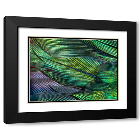 USA-Arizona-Close-up of hummingbird feathers Black Modern Wood Framed Art Print with Double Matting by Jaynes Gallery
