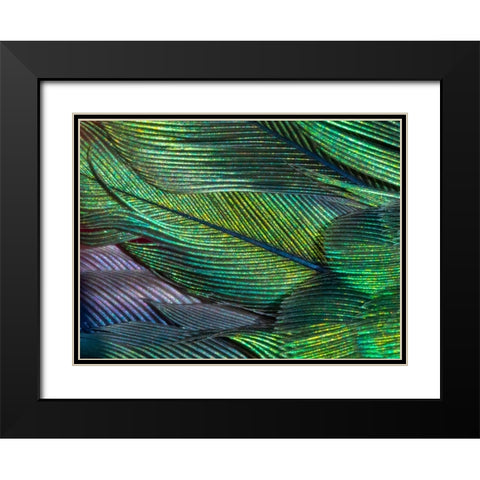USA-Arizona-Close-up of hummingbird feathers Black Modern Wood Framed Art Print with Double Matting by Jaynes Gallery
