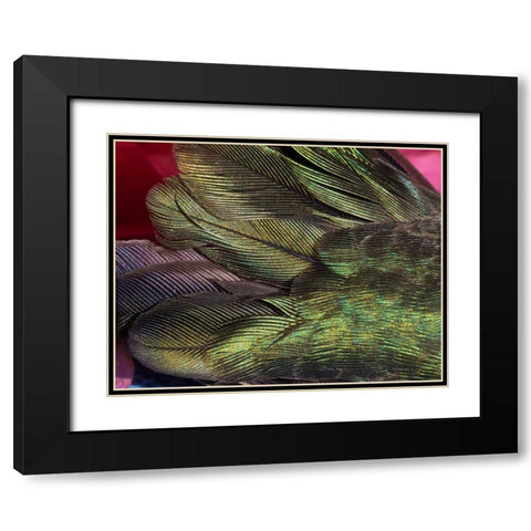 USA-Arizona-Close-up of hummingbird feathers Black Modern Wood Framed Art Print with Double Matting by Jaynes Gallery