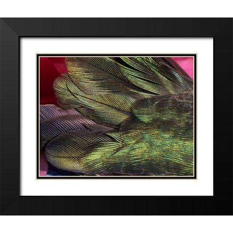 USA-Arizona-Close-up of hummingbird feathers Black Modern Wood Framed Art Print with Double Matting by Jaynes Gallery