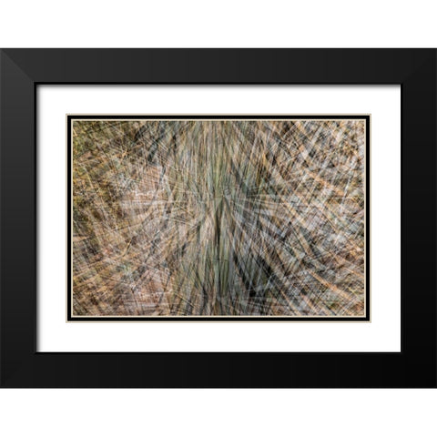 USA-Arizona-Phoenix-Yucca cactus abstract Black Modern Wood Framed Art Print with Double Matting by Jaynes Gallery