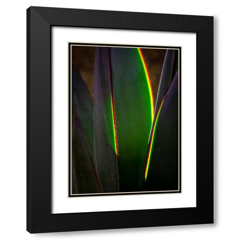 USA-Arizona-Phoenix-Backlit variegated agave cactus Black Modern Wood Framed Art Print with Double Matting by Jaynes Gallery