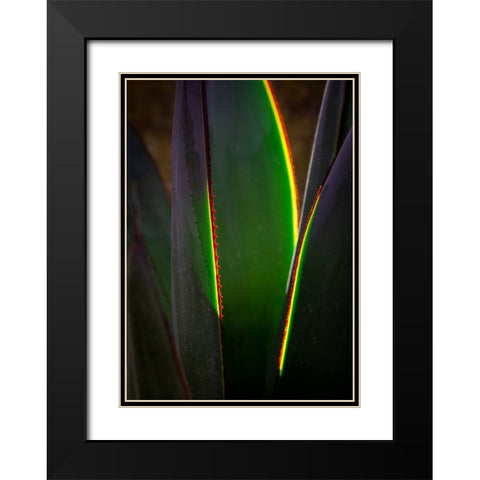 USA-Arizona-Phoenix-Backlit variegated agave cactus Black Modern Wood Framed Art Print with Double Matting by Jaynes Gallery