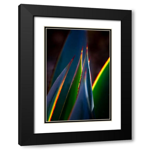 USA-Arizona-Phoenix-Backlit variegated agave cactus Black Modern Wood Framed Art Print with Double Matting by Jaynes Gallery