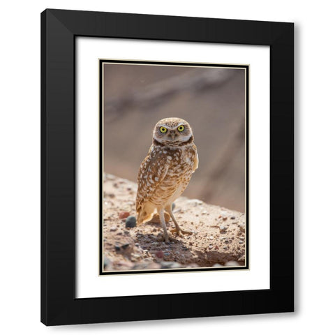 USA-Arizona-Burrowing owl close-up Black Modern Wood Framed Art Print with Double Matting by Jaynes Gallery