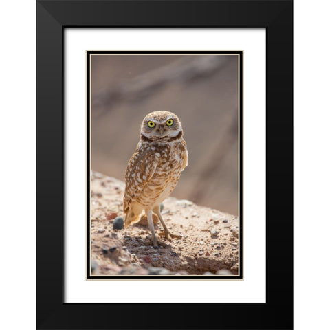 USA-Arizona-Burrowing owl close-up Black Modern Wood Framed Art Print with Double Matting by Jaynes Gallery