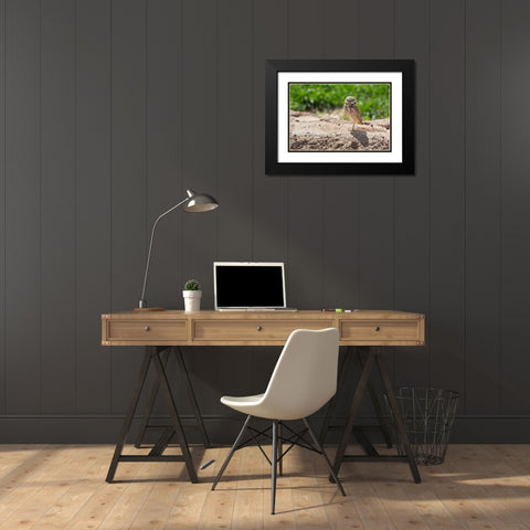 USA-Arizona-Burrowing owl close-up Black Modern Wood Framed Art Print with Double Matting by Jaynes Gallery