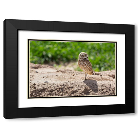 USA-Arizona-Burrowing owl close-up Black Modern Wood Framed Art Print with Double Matting by Jaynes Gallery