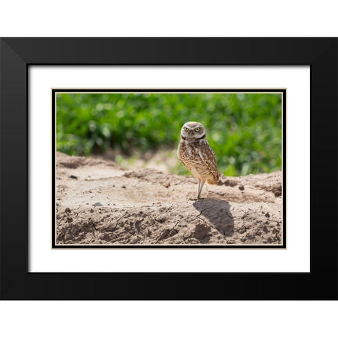 USA-Arizona-Burrowing owl close-up Black Modern Wood Framed Art Print with Double Matting by Jaynes Gallery