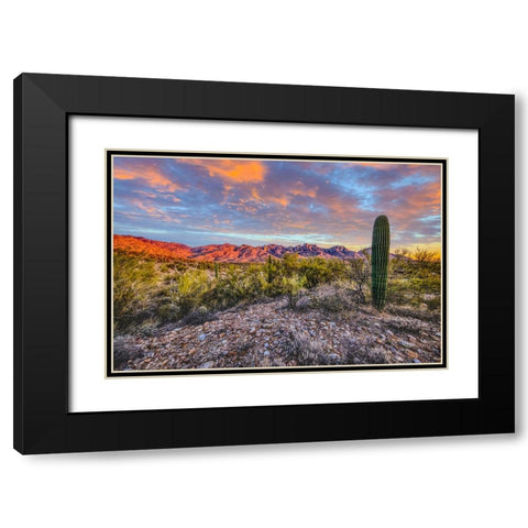 USA- Arizona- Catalina State Park. Sunset landscape with Catalina Mountains and desert. Black Modern Wood Framed Art Print with Double Matting by Jaynes Gallery