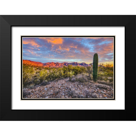 USA- Arizona- Catalina State Park. Sunset landscape with Catalina Mountains and desert. Black Modern Wood Framed Art Print with Double Matting by Jaynes Gallery