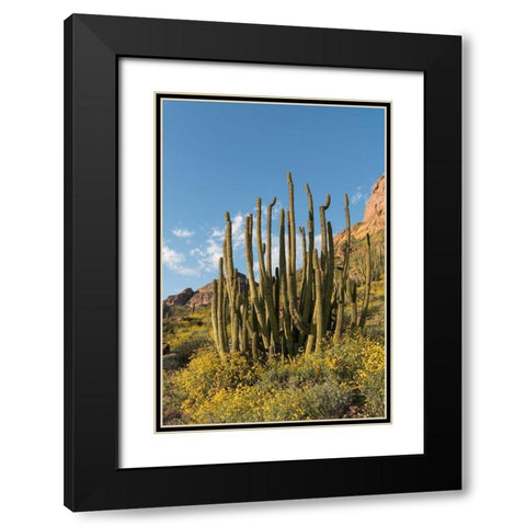 Arizona A landscape of Organ pipe cactus and blooming Brittlebush in Organ Pipe National Monument Black Modern Wood Framed Art Print with Double Matting by Tharp, Brenda
