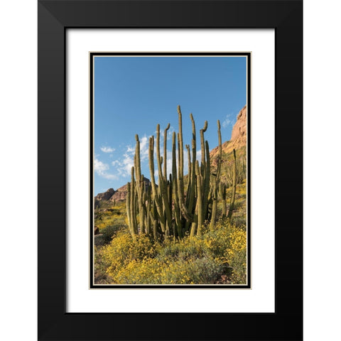 Arizona A landscape of Organ pipe cactus and blooming Brittlebush in Organ Pipe National Monument Black Modern Wood Framed Art Print with Double Matting by Tharp, Brenda