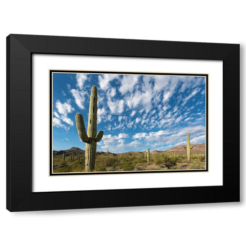 Arizona Clouds spread across a blue sky above saguaro cactus in Organ Pipe National Monument Black Modern Wood Framed Art Print with Double Matting by Tharp, Brenda