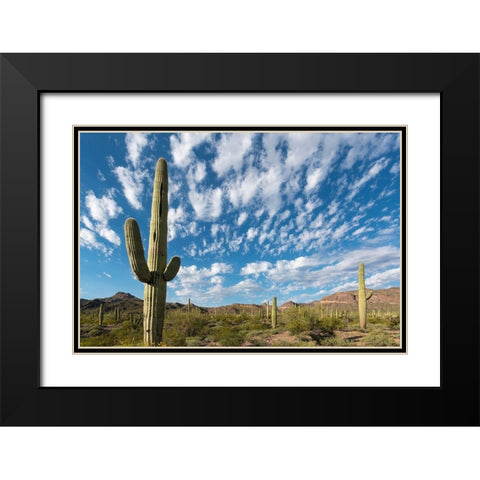 Arizona Clouds spread across a blue sky above saguaro cactus in Organ Pipe National Monument Black Modern Wood Framed Art Print with Double Matting by Tharp, Brenda