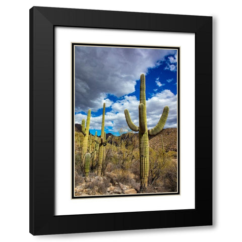 Saguaro Cactus in the Santa Catalina Mountains in Coronado National Forest in Tucson-Arizona-USA Black Modern Wood Framed Art Print with Double Matting by Haney, Chuck