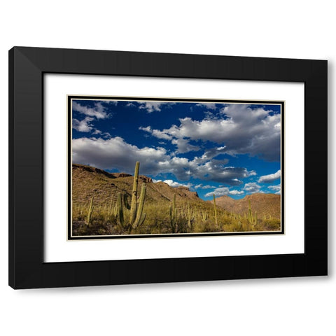 Saguaro Cactus in the Santa Catalina Mountains in Coronado National Forest in Tucson-Arizona-USA Black Modern Wood Framed Art Print with Double Matting by Haney, Chuck