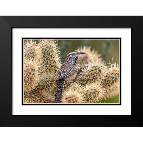 Cactus Wren nest building in teddy bear cholla at the Arizona Sonoran Desert Museum in Tucson-Arizo Black Modern Wood Framed Art Print with Double Matting by Haney, Chuck